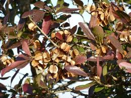 Image result for Combretum kraussii