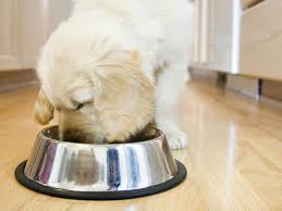For example, his food and water bowls. Setting Up A Puppy Feeding Schedule