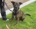 Learn About the German Shepherd Pitbull Mix - Dogable