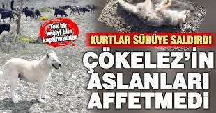 Denizlihaber Com Denizli Haberleri Keci Surusune Kurt Saldirdi 3 Coban Kopegi Bir Kurdu Oldurdu Denizlihaber Com Denizli Haber Denizli Nin En Cok Okunan Gazetesi