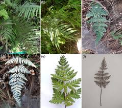 Image result for Aleuritopteris