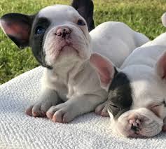 The french bulldog is a lively and strong breed that originated in france. Blue Pied French Bulldogs French Bulldog Baby Animals Blue Pied French Bulldog