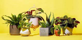 We did not find results for: The Best Places To Buy Plants Online Cheap Indoor Plants To Order