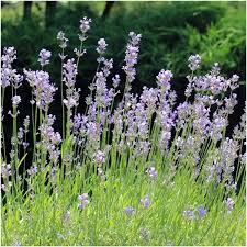 Image result for Lavandula angustifolia Vera