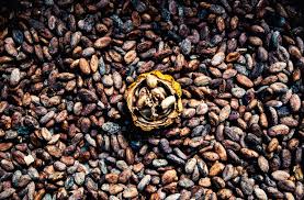 Raw Cacao Side Effects And Benefits Lovetoknow