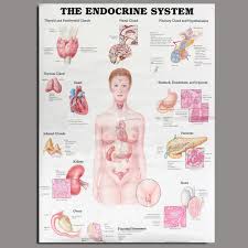 details about the endocrine system posters anatomical chart woman body educational medical