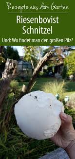 Https Xn Grneliebe R9a De Riesenbovist Schnitzel Koestlichkeit Aus Der Natur