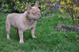Bruno is fabulous kc registered blue and fawn french bulldog. From Family To Family Olaf