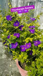 Image result for Thunbergia erecta