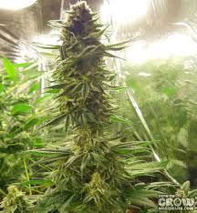 This means taking the plant from the 18/6 marijuana light cycle used in the vegetative growth stage, and changing it to 12 hours light/ 12 hours darkness. Compact Fluorescent Cfl Grow Lights