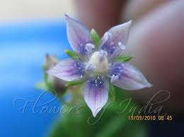 Image result for Swertia erosula