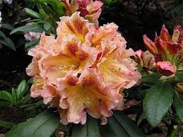 Pin On Flores