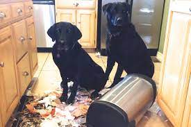 This company makes one thing and one thing only, a dog proof litter box. The Best Dog Proof Trash Can Pets Principle