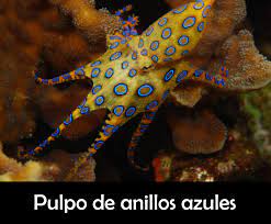 Pulpos inofensivos