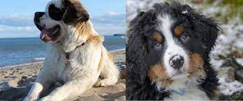 A male saint bernard's height can range between 28 and 30 inches, and he can weigh between 140 and 180 pounds (63 to 81 kilograms). The Saint Bernard Bernese Mountain Dog Mix Saint Bernese