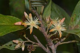 Image result for Monotes africanus