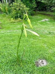 Image result for Lilium formosanum