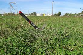 Image result for Dichanthium aristatum