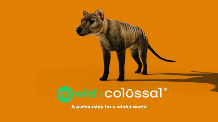 Colossal x Re:wild: Advancing Conservation Innovation | rewild.org