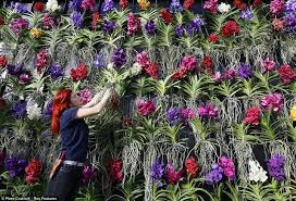 Orchid Wall Royal Botanical Gardens London Orchideen Vanda Orchideen Botanischer Garten