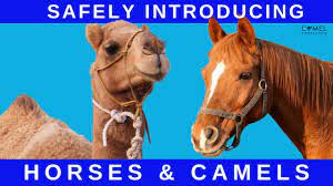 Camel physiology has two major adaptations compared to other mammals, which explains this ability. How To Introduce Horses To Camels Safely Youtube