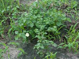 Image result for Pavonia senegalensis