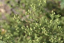 Image result for Laggera