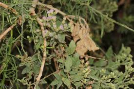 Image result for Pluchea dioscoridis