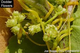 Image result for Cuscuta australis