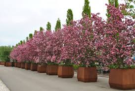Malus Rudolph Flowering Crab Van Den Berk Nurseries