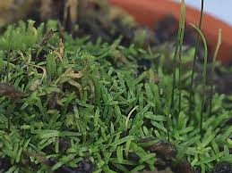 Image result for Utricularia scandens