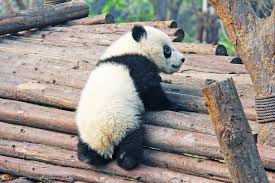 Submitted 1 year ago by deleted. 151 Cute And Funny Panda Names Animal Hype