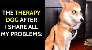 25 clean memes 2020 funny reviewed ahead. 25 Best Funny Animal Memes In 2020 Bouncy Mustard