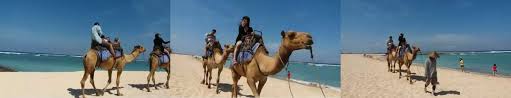 We want to introduce camel tour in nusa dua bali. Bali Camel Safari Mentari Bali Tour
