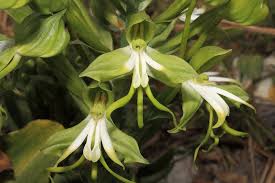 Image result for Orthochilus mechowii