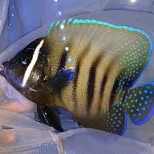Memang ikan hias itu menjadi serta tidak hanya menjual ikan saja, namun seluruh perlengkapan dan peralatan. Jual Jual Ikan Hias Aquarium Ikan Hias Laut Angel Roti Size M Paling Laris Di Lapak Senja Krispi Bukalapak
