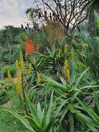 Image result for Euphorbia dawei
