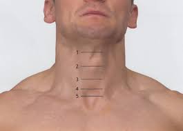 Abrams says that questions about taking antioxidants during cancer treatment are the most frequent ones he gets. Thyroid Gland And Parathyroid Glands Amboss