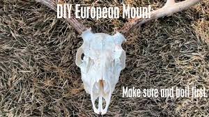 European mount hunting | july 17, 2018. How To Bleach A Skull Super White Diy Youtube