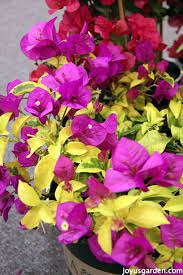 Pin On Bougainvillea Veranera