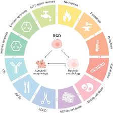 But the information we have is that he was conducting service, along. Molecular Mechanisms Of Cell Death Recommendations Of The Nomenclature Committee On Cell Death 2018 Cell Death Differentiation