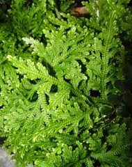 Image result for Selaginella shabaensis
