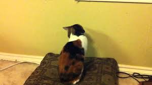 Why do cats stare at each we've established that cats can stare at other cats and at their prey, but do they really stare at us, and if for example, if you see a cat staring at a wall, he might just be detecting sounds on the other side of. Why Does My Cat Stare At The Wall Obey My Cat