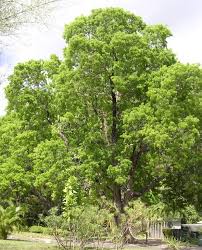 Image result for Swietenia