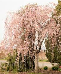 They could be suffering from a disease called cytospora canker. Take Time To Enjoy The Bright New Day Under The Double Weeping Cherry Tree Garden Gate Nursery