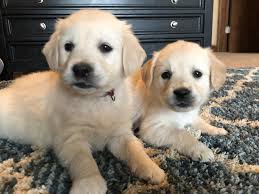 Teacup puppies for sale, teacup, tiny toy and miniature puppies for adoption and rescue from colorado, co. Colorado American English Golden Retrievers Posts Facebook