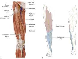 Femoral Nerve Course Motor Sensory Innervation Femoral Nerve Nerve Nerves Function