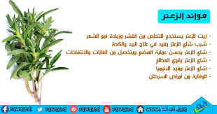 فوائد الزعتر Thyme Tea Health And Nutrition Drinking Tea