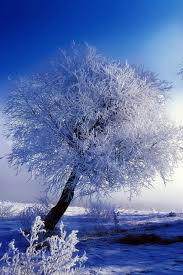 Tierbilder tiere tier fotos natur tiere hirsche schnee ausgestopftes tier winterbilder süße tiere. Schone Winterbilder Fur Ihr Handy 99 Bilder Kostenlos