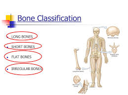 {label gallery} get some ideas to make labels for bottles, jars, packages, products, boxes or classroom activities for free. The Skeletal System Lesson 3 By Jim Alton Objective Name The Classification Of Bones Diagram The Interior Of A Bone Explain How Bones And Muscles Attach Ppt Download